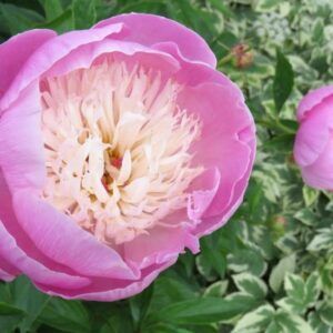 Peon 'Bowl Of Beauty’ | 1 barrotsstaude