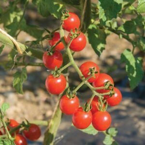 Cherrytomat 'Jasper' Øko | 10 frø