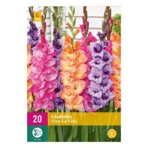 Gladioler “Viva la Vida” mikspakke | 20 knoller