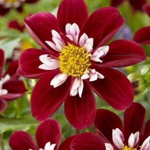 Dahlia 'Mary Evelyn' | 1 georgineknoll