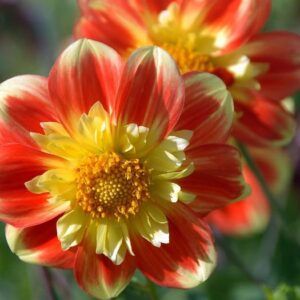Dahlia 'Pooh' | 1 georgineknoll