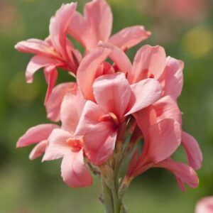 Kanna 'City Of Portland' | 1 knoll