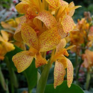 Kanna 'Picasso' | 1 knoll