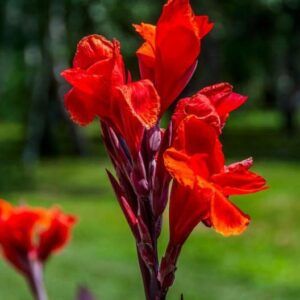 Kanna 'Red Dazzler' | 1 knoll