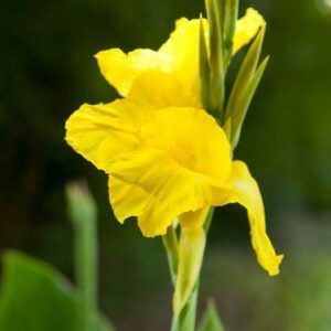 Kanna 'Richard Wallace' | 1 knoll