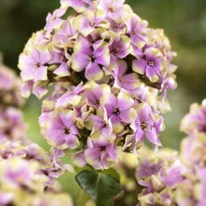 Floks 'Sherbet Blend' | 1 barrotsstaude