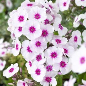 Floks 'Swizzle Blue' | 1 barrotsstaude