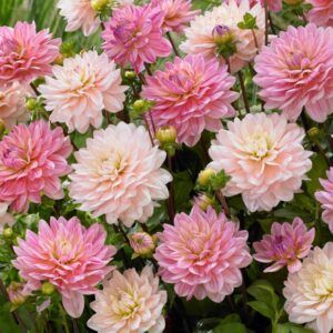 Dahlia i Mikspakke "Ballerina of ruffles" | 3 georgineknoller