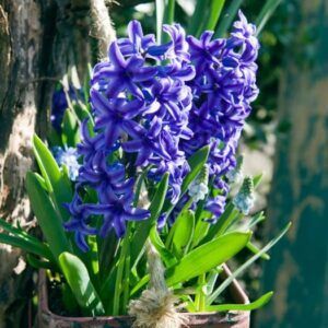 Hyasint 'Blue Jacket' | 5 blomsterløk av Svibler