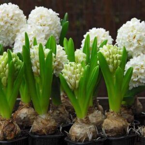 Hyasint 'Carnegie' | 5 blomsterløk av Svibler