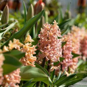 Hyasint 'Gipsy Queen' | 5 blomsterløk av Svibler