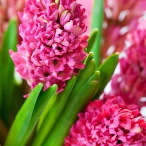 Hyasint 'Jan Bos' | 5 blomsterløk av Svibler