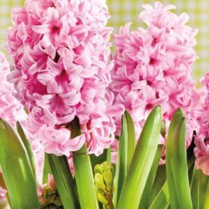 Hyasint 'Pink Surprise' | 5 blomsterløk av Svibler