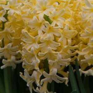 Hyasint 'Yellowstone' | 5 blomsterløk av Svibler