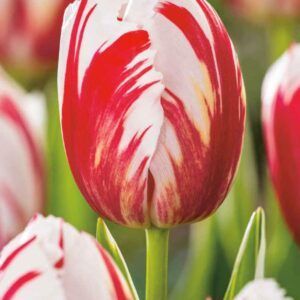 Tulipaner 'Carnaval De Rio' | 7 blomsterløk