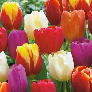 Triumftulipaner i fargemiks | 7 tulipanløk