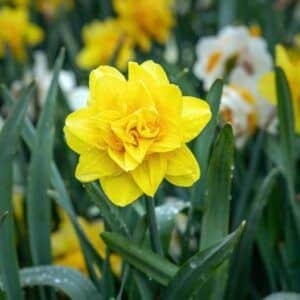 Narsisser 'Golden Ducat' | 10 blomsterløk av Påskelilje