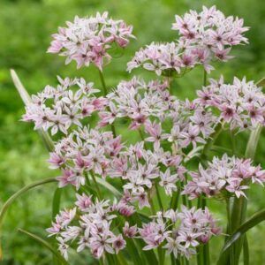 Allium 'Cameleon' | 10 blomsterløk av prydløk