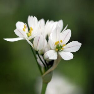 Allium neapolitanum | 25 blomsterløk av prydløk