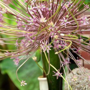 Allium schubertii | 3 blomsterløk av prydløk