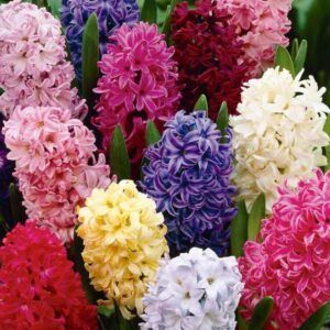 Hyasint fargemiks | 10 blomsterløk av Svibler