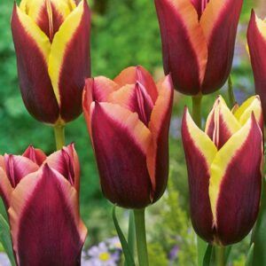 Tulipaner 'My Favourite Topping' | 15 blomsterløk
