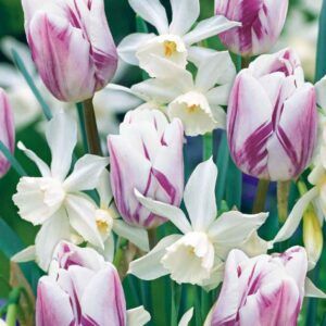 Fargemiks av tulipaner og narsisser “Folk story” | 15 blomsterløk