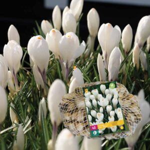 Hvite krokus | 30 blomsterløk