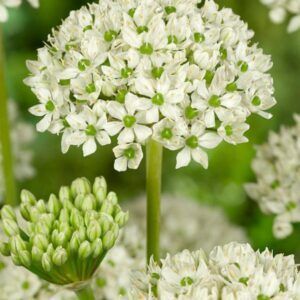 Allium nigrum | 5 blomsterløk av prydløk