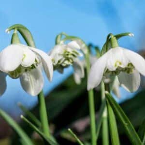 Snøklokke (Galanthus 'Flore Pleno') | 15 blomsterløk