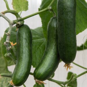 Drivhusagurk F1 'Kalimero'