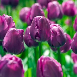 Tulipaner 'Negrita' | 7 blomsterløk