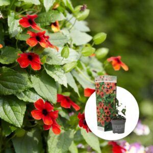Vingethunbergia 'Arizona Glow' | Plante i 9cm-potte