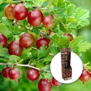 Stikkelsbær 'Hinnonmaki rod' | Plante i 9cm-potte