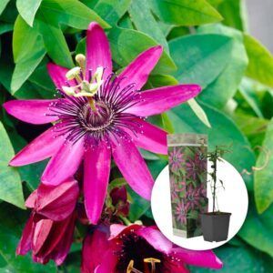 Pasjonsblomst 'Pura Vida' | Plante i 9cm-potte