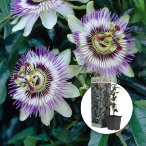 Pasjonsblomst 'Purple Haze' | Plante i 9cm-potte