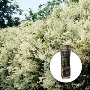 Klatreslirekne 'Arkitektens trøst' | Plante i 9cm-potte