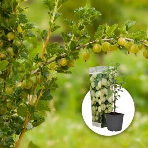 Stikkelsbær 'Hinnomaki gul' | Plante i 9cm-potte