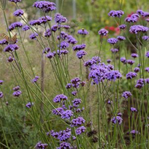 Kjempeverbena 'Vanity'