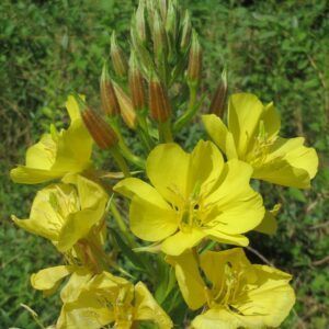 Nattlys Oenothera biennis