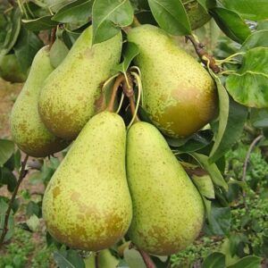 Pæretre 'Conference' | Plante i 10L-potte
