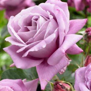 Stilkrose 'Waltz Time' | 1 barrotsrose