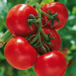 Tomat 'Sparta' Øko | 10 frø