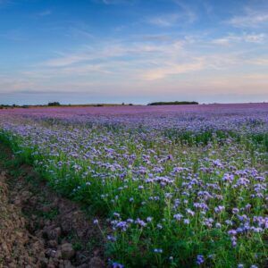 Honningurt - Pakke á 250 gram