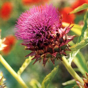 Artisjokk 'Plein Blanc Amélioré'