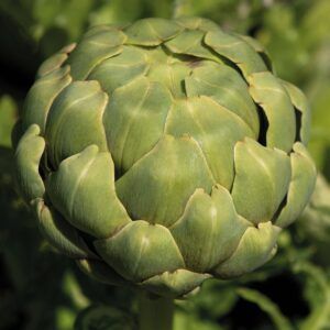 Artisjokk 'Imperial Star' | Økologisk frø