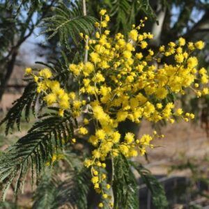 Sølvakasie | Plante i 9cm-potte