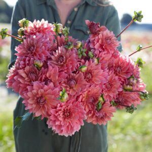 Dahlia 'Anne Claire' | 1 georgineknoll