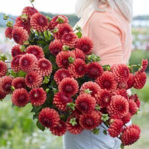 Dahlia 'Brown Sugar' | 1 georgineknoll