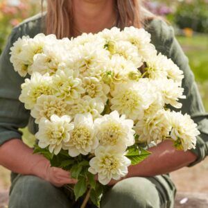 Dahlia 'Caramel Antique' | 1 georgineknoll